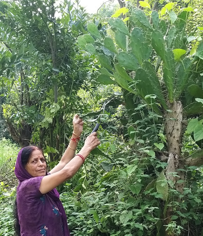 Ramya Krishnan Fuck - Opuntia dillenii (Ker-Gawl.) Haw. _ Drabhad chhoonh (à¤¦à¥à¤°à¤¾à¤­à¤¡à¤¼à¤›à¥‚à¤‚à¤¹), â€“  Himalayan Wild Food Plants