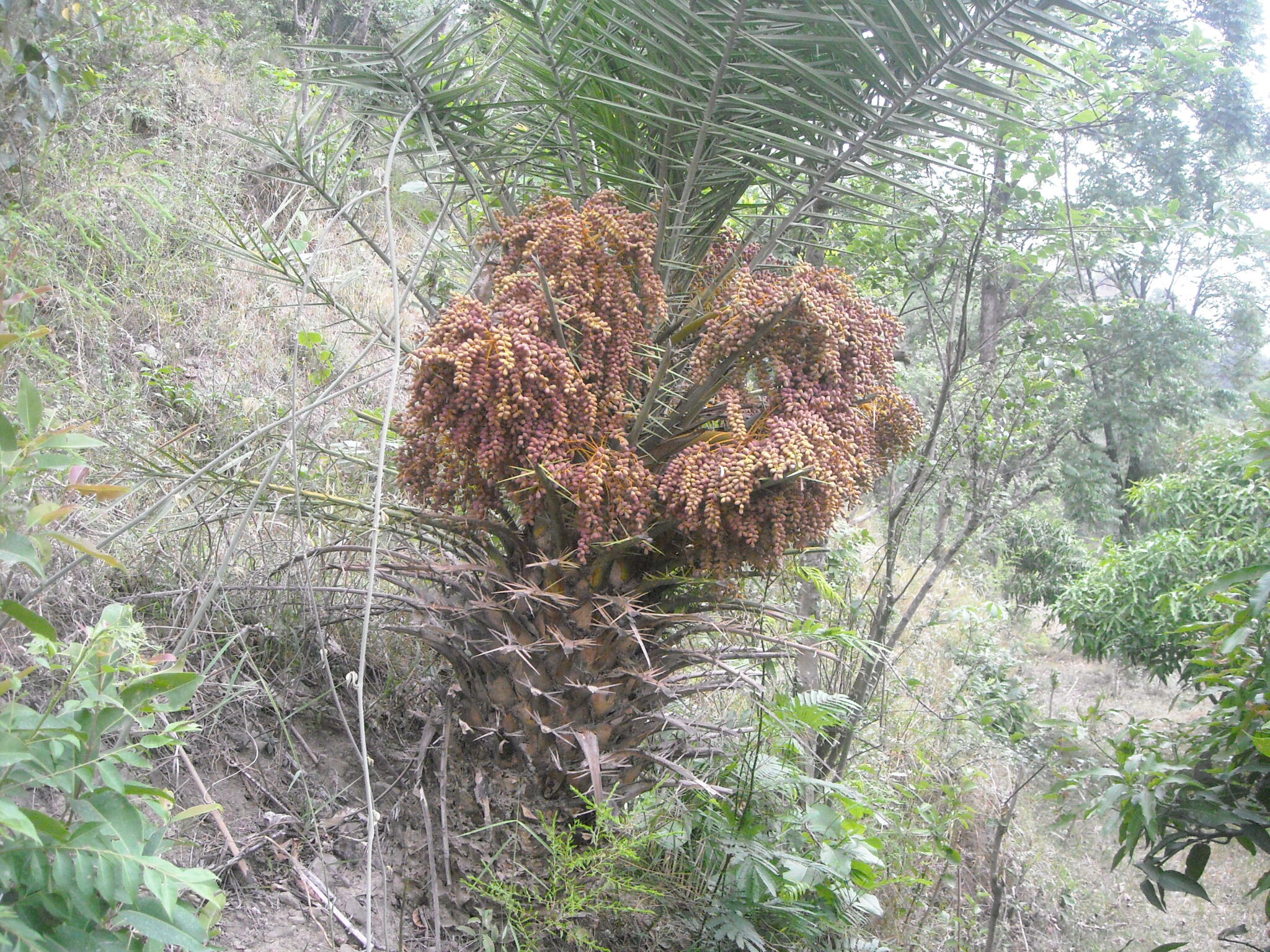 Phoenix sylvestris (L.) Roxb.- Khajara (खजरा), Khajoor – Himalayan Wild