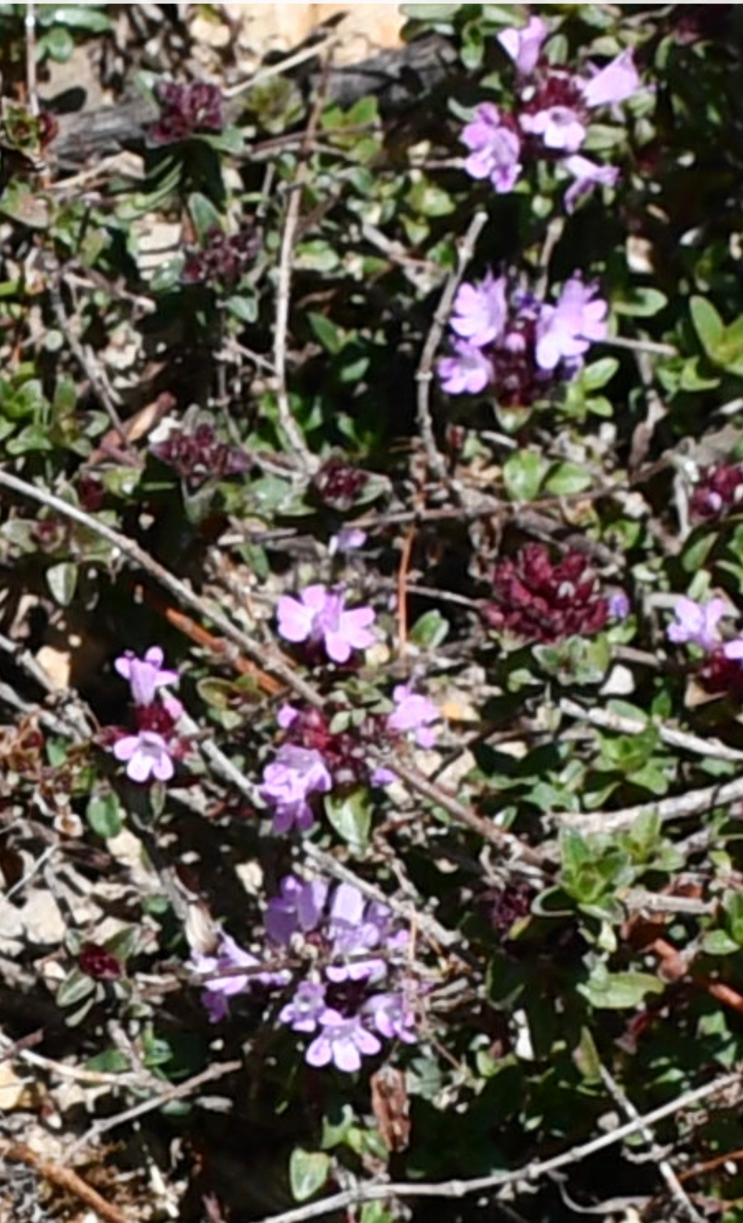 Thymus linearis Benth -Jangali ajwain (जंगली अजवाइन)￼