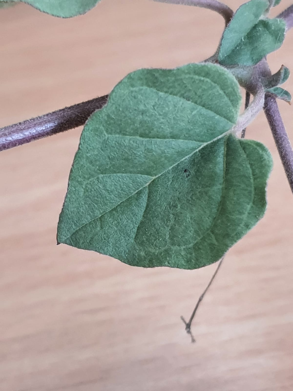 Boerhavia diffusa L.-  Punarnava (पुनर्नवा)￼