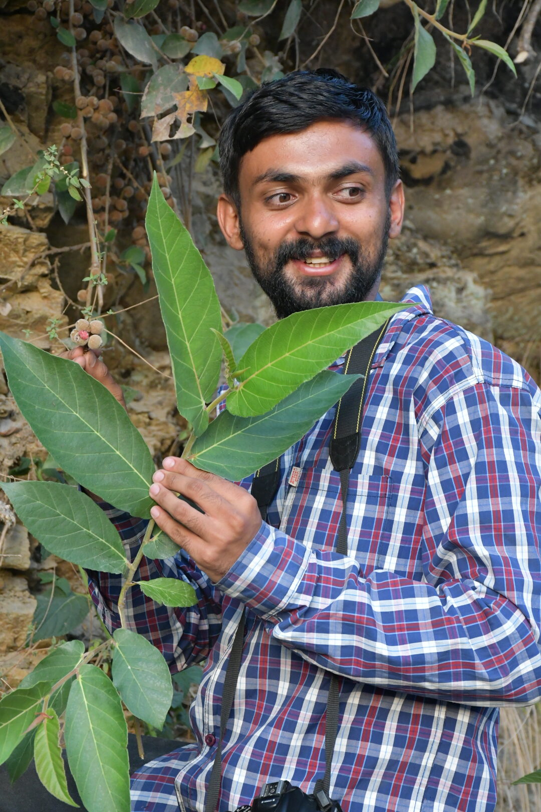 Ficus semicordata Buch.-Ham. ex Sm.-  Choti Debre ( छोटी डेब्रे), Bhui Uoomre  (भुईउमरे),