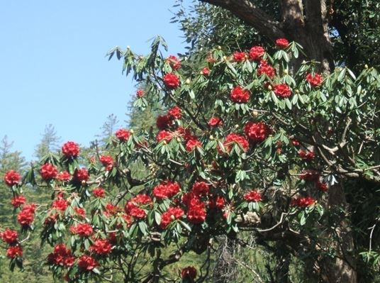 Rhododendron arboretum Sm _ Buraans (बुरांस)Braah, Buras, Bras or Barah ke  phool. – Himalayan Wild Food Plants