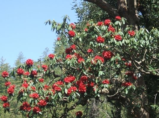 https://himalayanwildfoodplants.com/wp-content/uploads/2019/03/Burans-tree.jpg