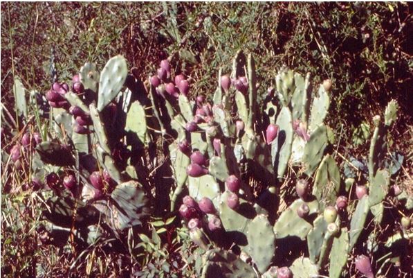 Ramya Krishnansex - Opuntia dillenii (Ker-Gawl.) Haw. _ Drabhad chhoonh (à¤¦à¥à¤°à¤¾à¤­à¤¡à¤¼à¤›à¥‚à¤‚à¤¹), â€“  Himalayan Wild Food Plants