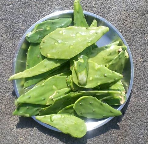 Ramya Krishnansex - Opuntia dillenii (Ker-Gawl.) Haw. _ Drabhad chhoonh (à¤¦à¥à¤°à¤¾à¤­à¤¡à¤¼à¤›à¥‚à¤‚à¤¹), â€“  Himalayan Wild Food Plants