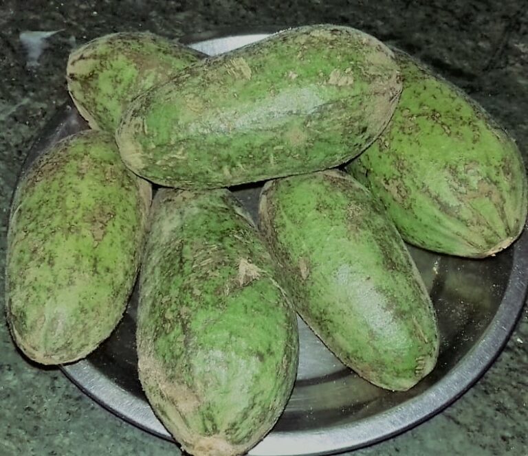 Bombax ceiba L _ Simbal (सिम्बल) – Himalayan Wild Food Plants