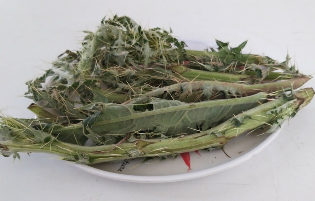 Cirsium arvense (L .) Scop.- Chiuli (à¤šà¥à¤¯à¥à¤²à¥€) â€“ Himalayan Wild Food Plants