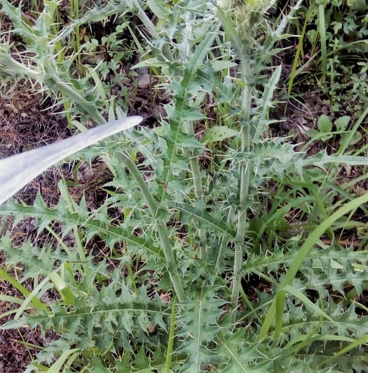 720px x 730px - Cirsium arvense (L .) Scop.- Chiuli (à¤šà¥à¤¯à¥à¤²à¥€) â€“ Himalayan Wild Food Plants