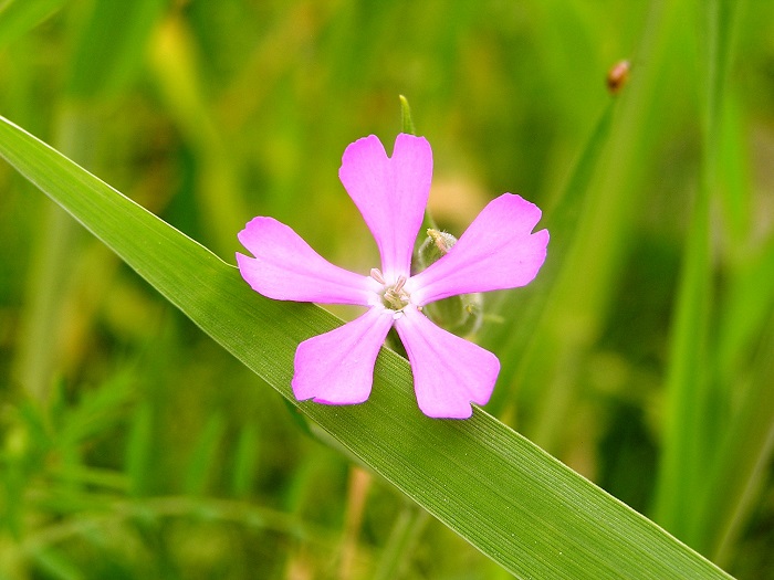 Silene conoidea L.- Takli (तकली), Dhudu Chana, Jangli Chana ...