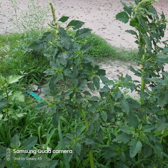 700px x 700px - Amaranthus spinosus L. â€“ Kanta Chaulayee (à¤•à¤¾à¤‚à¤Ÿà¤¾ à¤šà¥Œà¤²à¤¾à¤ˆ), Badi chareli â€“  Himalayan Wild Food Plants