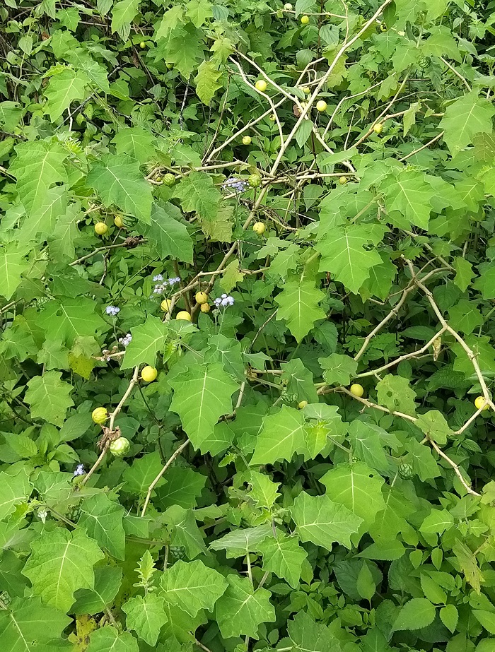 Solanum virginianum L.- Chhoti Kateri (छोटी कटेरी), Choti- kanadyai ...