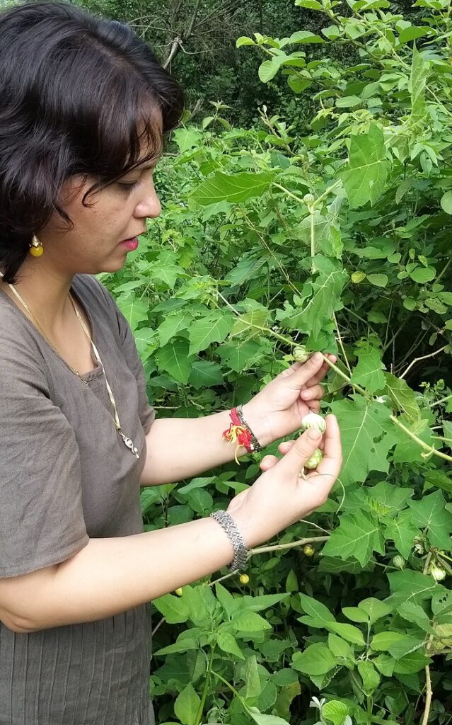 Solanum virginianum L.- Chhoti Kateri (à¤›à¥‹à¤Ÿà¥€ à¤•à¤Ÿà¥‡à¤°à¥€), Choti- kanadyai â€“  Himalayan Wild Food Plants