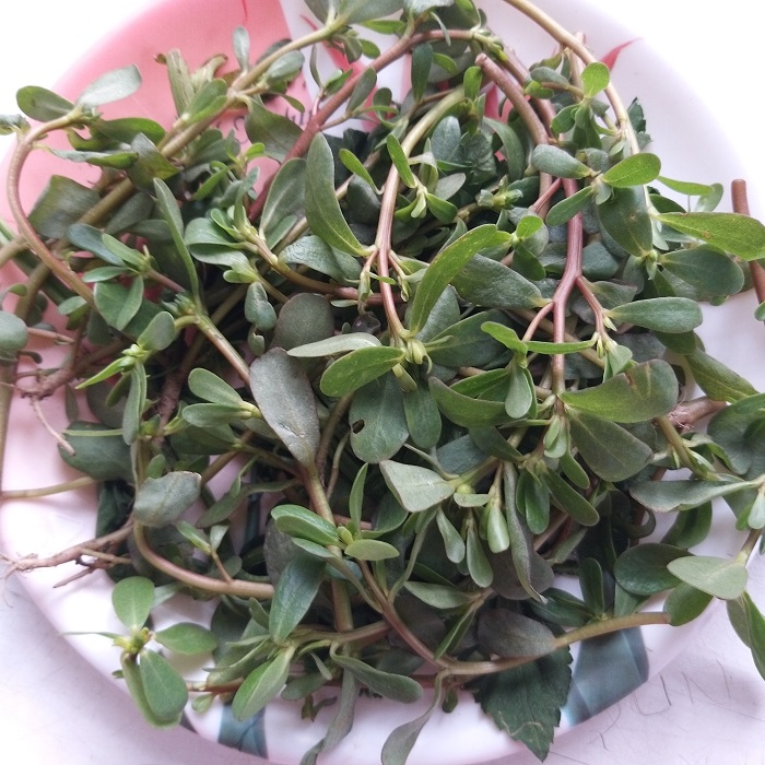 700px x 700px - Portulaca oleracea L- Kulpha (à¤•à¥à¤²à¤«à¤¾) â€“ Himalayan Wild Food Plants