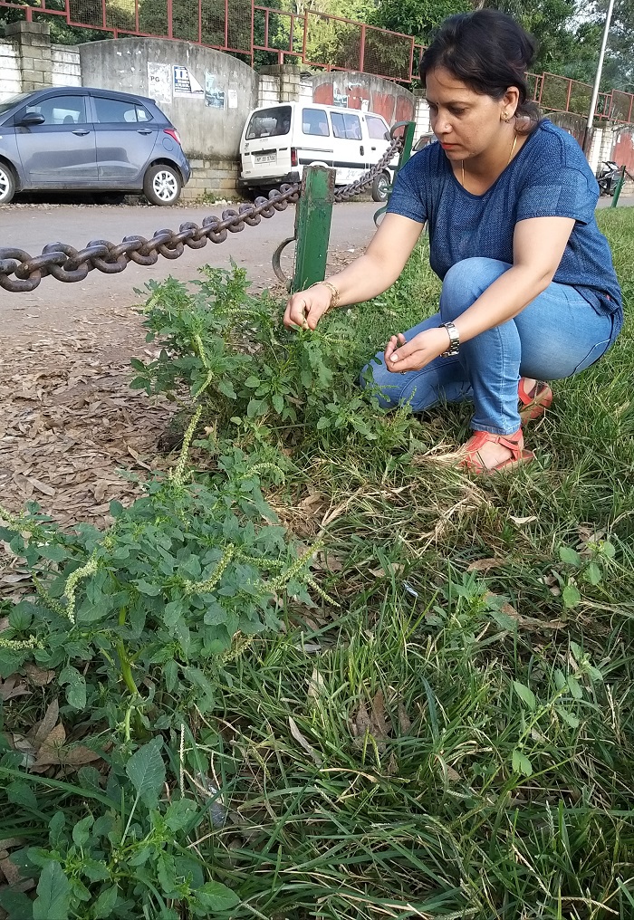 Amaranthus spinosus L. – Kanta Chaulayee (कांटा चौलाई), Badi chareli –  Himalayan Wild Food Plants