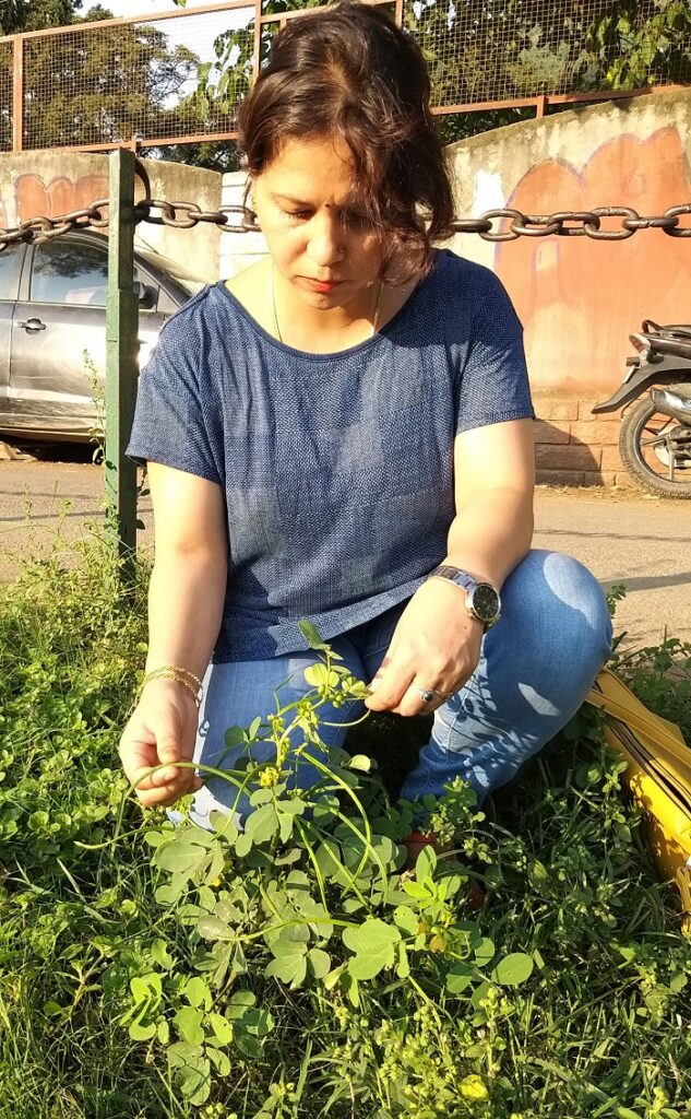 Senna tora (L.) Roxb. _ Yelo (à¤¯à¥‡à¤²à¥‹), Raily (à¤°à¥ˆà¤²à¥€) â€“ Himalayan Wild Food  Plants