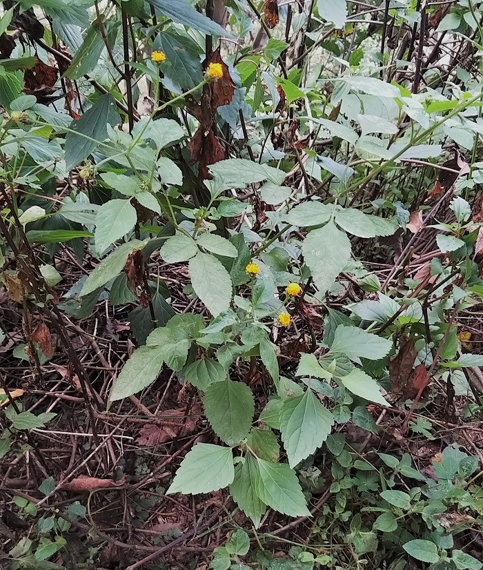 Bidens tripartite L- Nikampusi (निकम्पुसी) – Himalayan Wild Food Plants