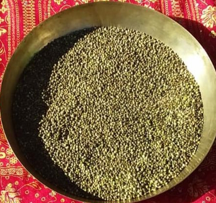 Cannabis sativa L.- Bhang (भांग ), Begya – Himalayan Wild Food