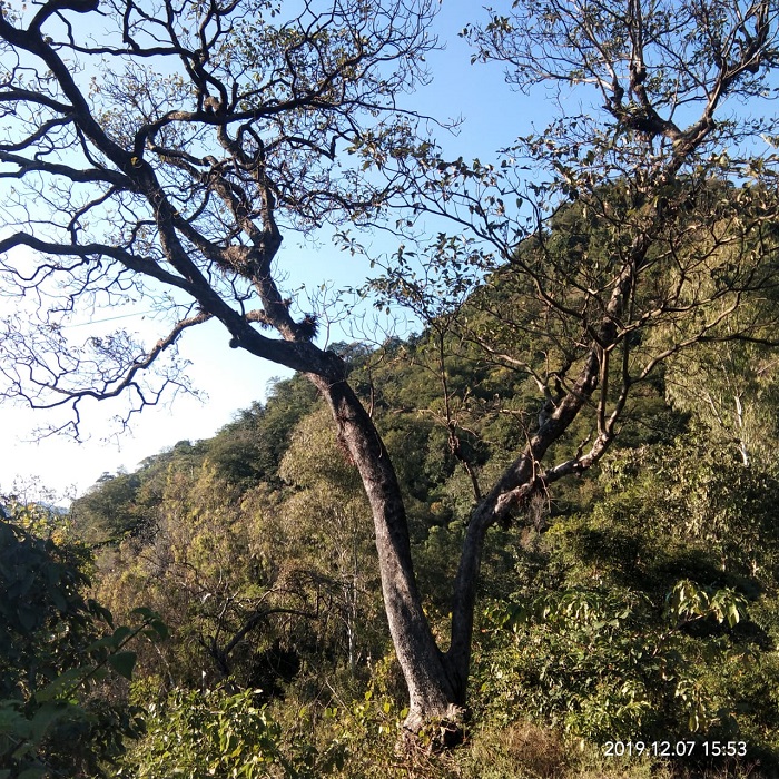 Terminalia bellirica (Gaertn.) Roxb. – Baheda (बहेड़ा) – Himalayan Wild  Food Plants