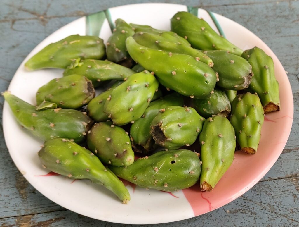 Ramya Krishnansex - Opuntia dillenii (Ker-Gawl.) Haw. _ Drabhad chhoonh (à¤¦à¥à¤°à¤¾à¤­à¤¡à¤¼à¤›à¥‚à¤‚à¤¹), â€“  Himalayan Wild Food Plants