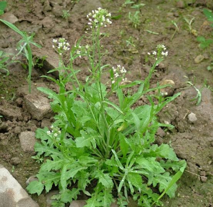 42 Common Weeds in Lawns and Gardens: Identification & Control