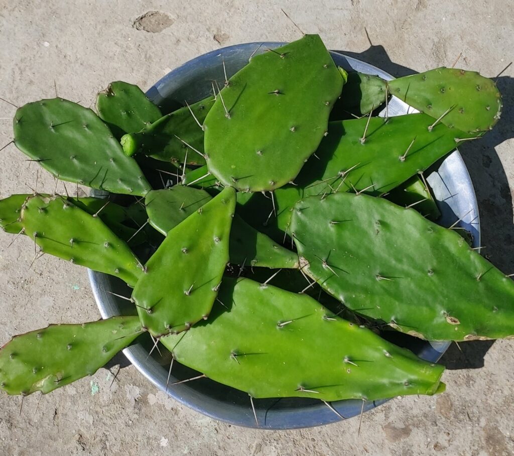 Opuntia dillenii (Ker-Gawl.) Haw. _ Drabhad chhoonh (द्राभड़छूंह), –  Himalayan Wild Food Plants