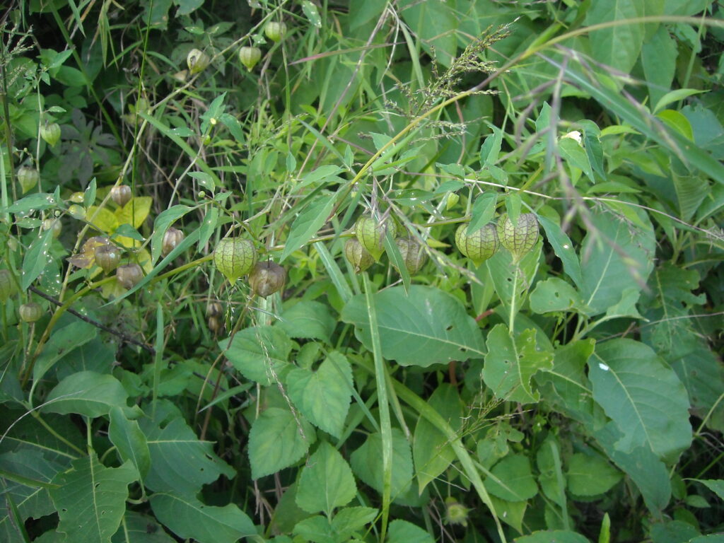 Bpbp Xxxvideo Mp4 - Physalis minima L.- Phophla patkayai (à¤«à¥‹à¤«à¤²à¤¾ à¤ªà¤Ÿà¤–à¤¾à¤¯à¥€) â€“ Himalayan Wild Food  Plants