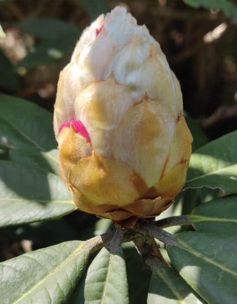 Rhododendron arboretum Sm _ Buraans (बुरांस)Braah, Buras, Bras or Barah ke  phool. – Himalayan Wild Food Plants