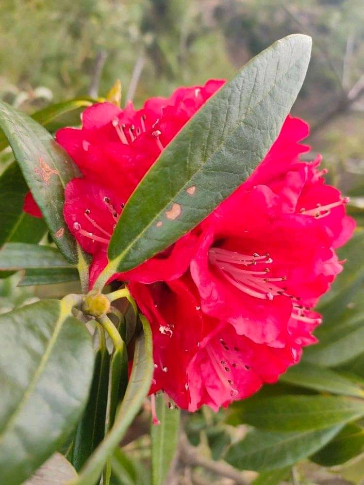 Rhododendron arboretum Sm _ Buraans (बुरांस)Braah, Buras, Bras or Barah ke  phool. – Himalayan Wild Food Plants