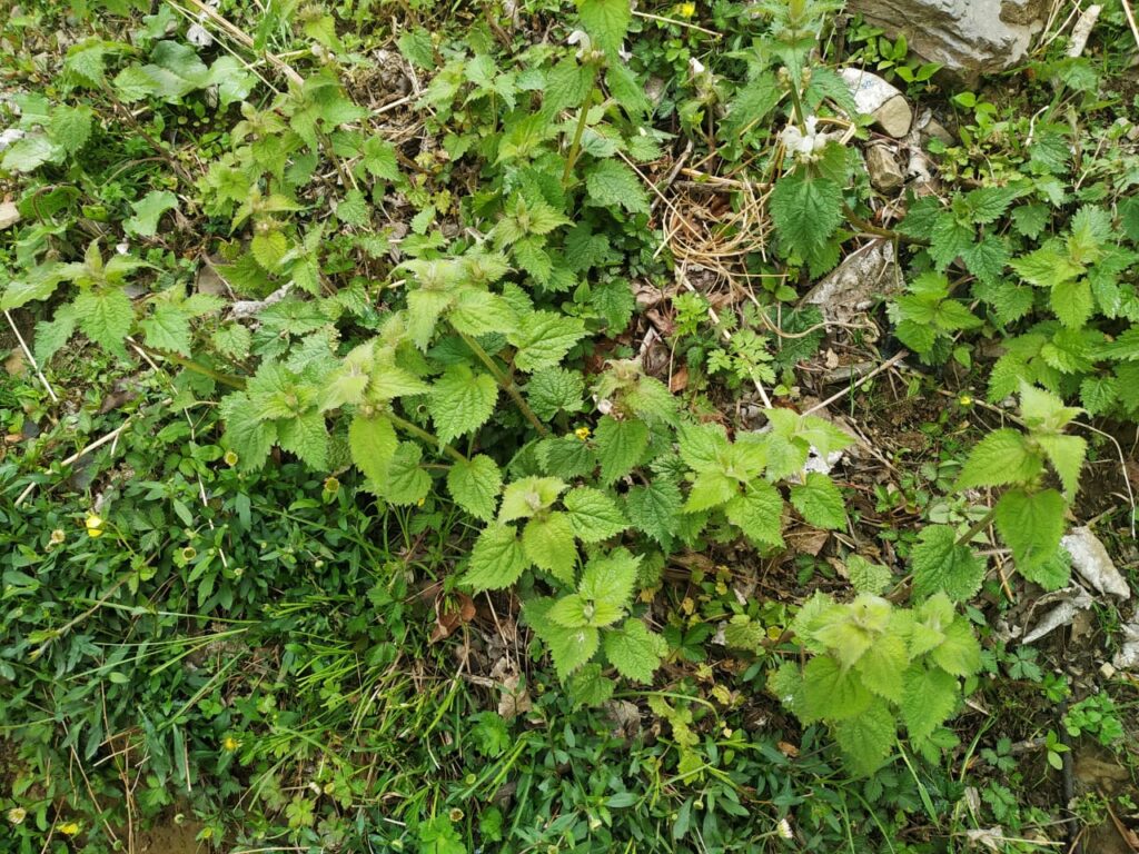 Xxx Senaloan - Lamium album L. â€“ Ruksha (à¤°à¥‚à¤•à¥à¤·à¤¾) â€“ Himalayan Wild Food Plants