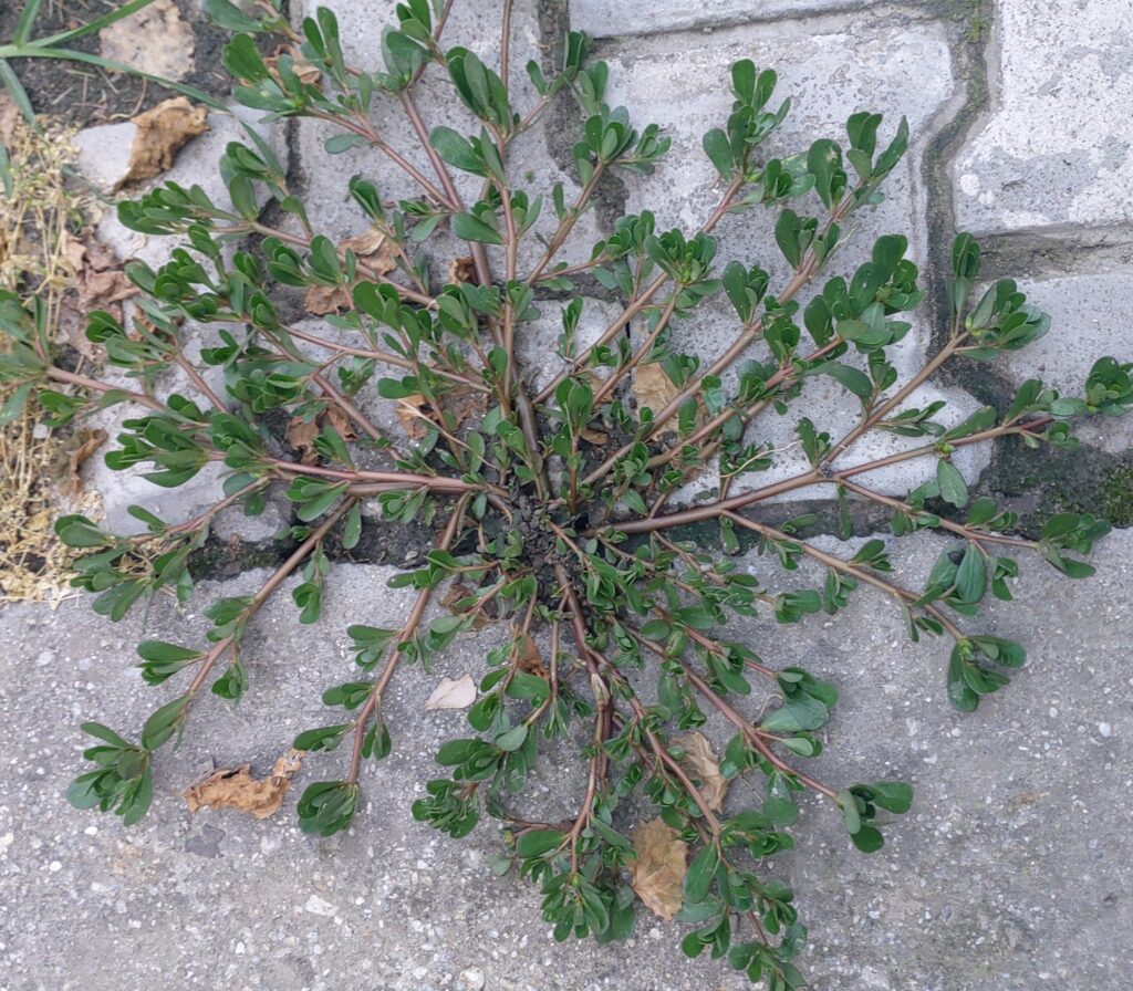 Ggg Xxx 15ag - Portulaca oleracea L- Kulpha (à¤•à¥à¤²à¤«à¤¾) â€“ Himalayan Wild Food Plants