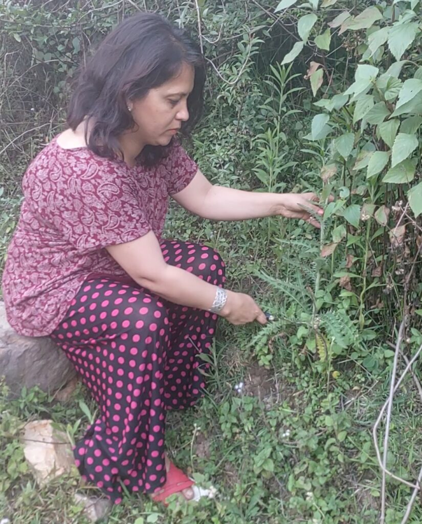 Alexandra Daddario Porn Cumshot - Cirsium arvense (L .) Scop.- Chiuli (à¤šà¥à¤¯à¥à¤²à¥€) â€“ Himalayan Wild Food Plants