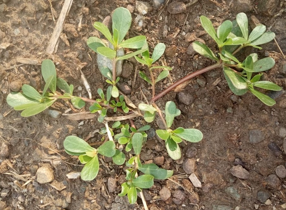 Ggg Xxx 15ag - Portulaca oleracea L- Kulpha (à¤•à¥à¤²à¤«à¤¾) â€“ Himalayan Wild Food Plants