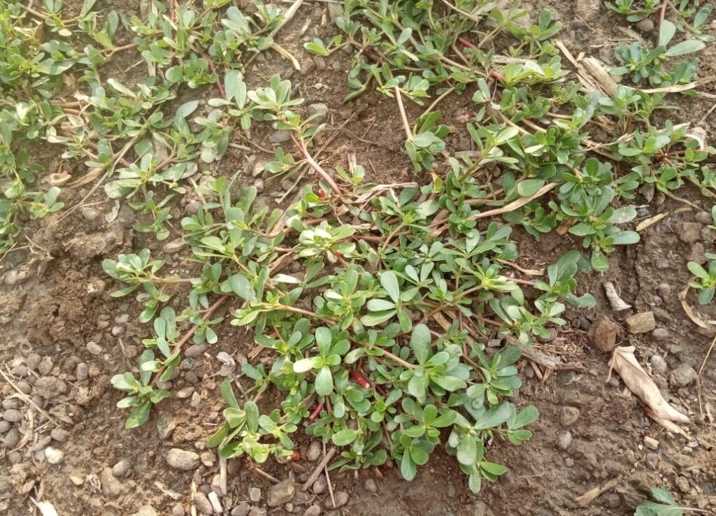 Portulaca oleracea L- Kulpha (à¤•à¥à¤²à¤«à¤¾) â€“ Himalayan Wild Food Plants