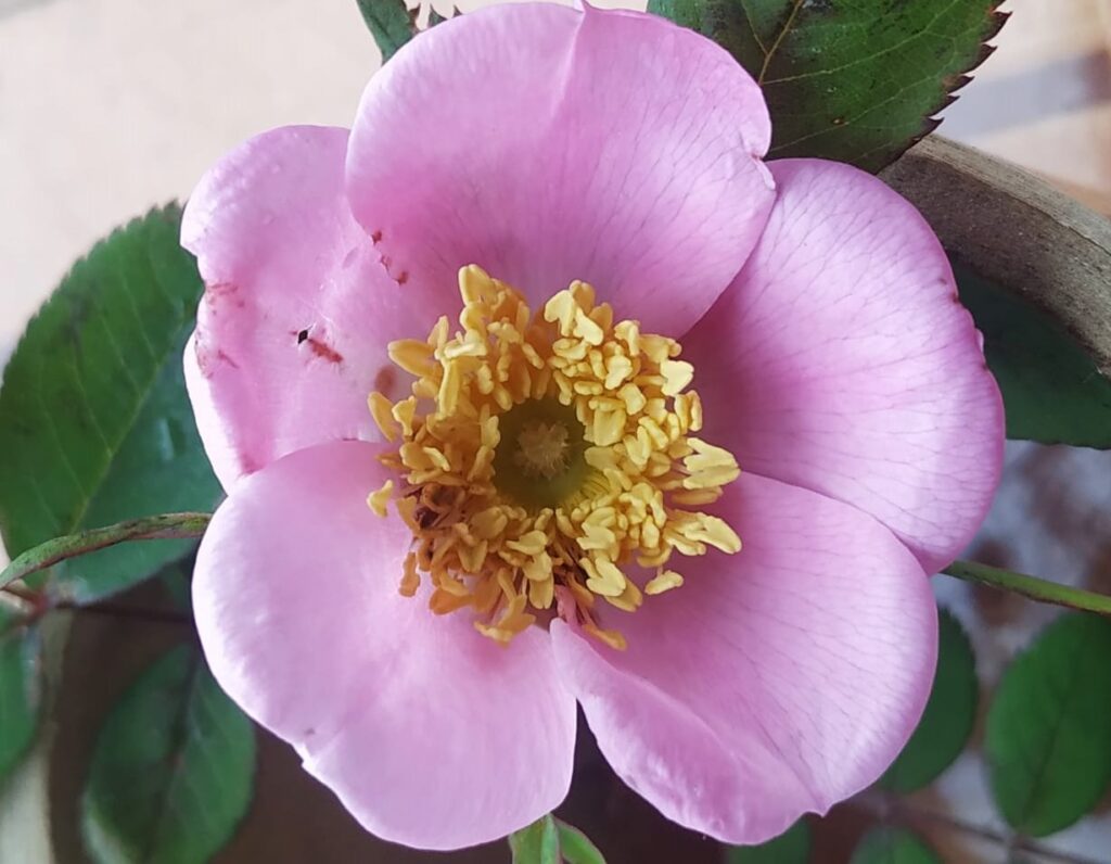 Rosa macrophylla Lindl.- Jangali gulab (जंगली गुलाब), Ban Gulab. –  Himalayan Wild Food Plants