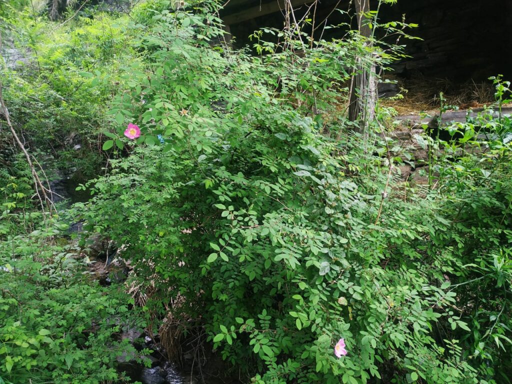 Rosa macrophylla Lindl.- Jangali gulab (जंगली गुलाब), Ban Gulab. –  Himalayan Wild Food Plants