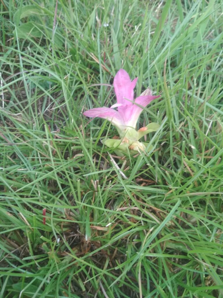 curcuma-aromatica-salisb-van-haldi-himalayan-wild-food