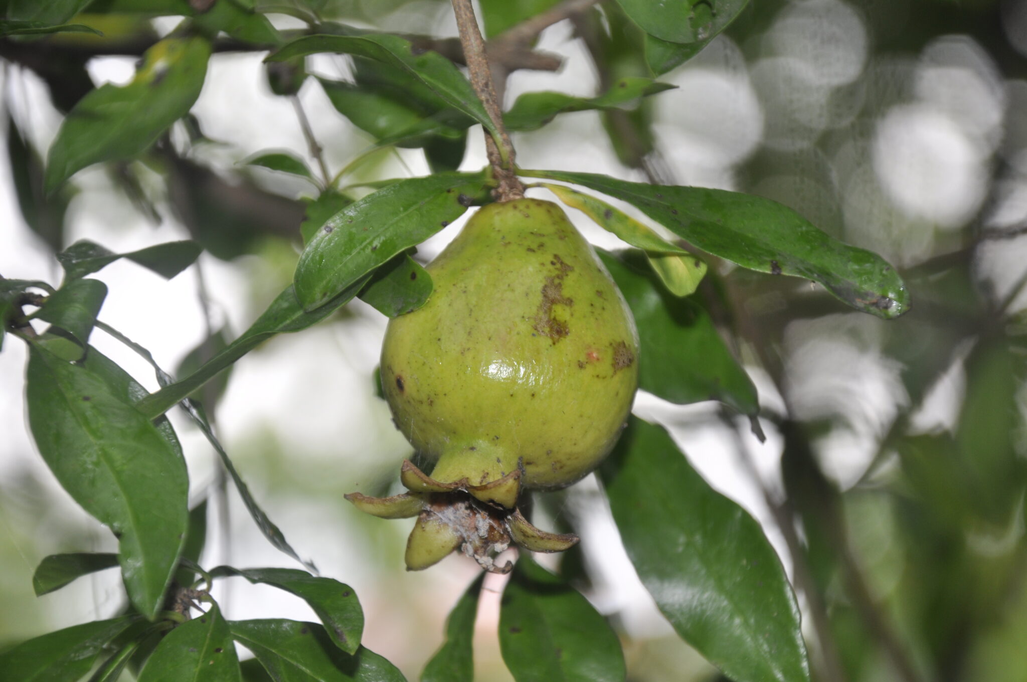 Punica grantatum L.- Daadu (दाडू), Anardana, Anar Dadim, Dadima ...