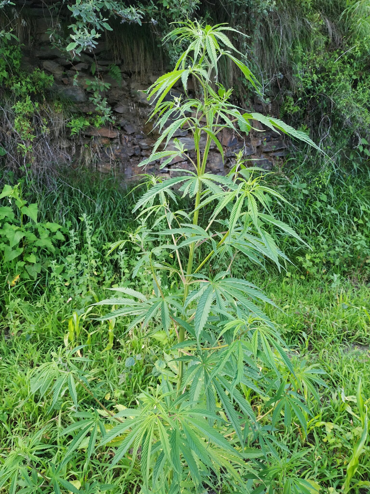 Cannabis sativa L.- Bhang (भांग ), Begya – Himalayan Wild Food Plants