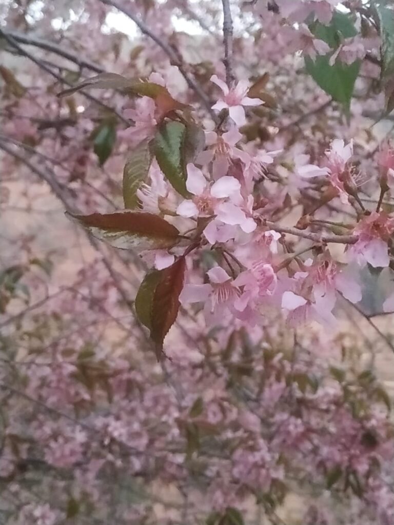 Cherry Long Tubidy - Prunus cerasoides var. majestica (Buch. -Ham.ex D. Don))- Paja (à¤ªà¤¾à¤œà¤¾) â€“  Himalayan Wild Food Plants