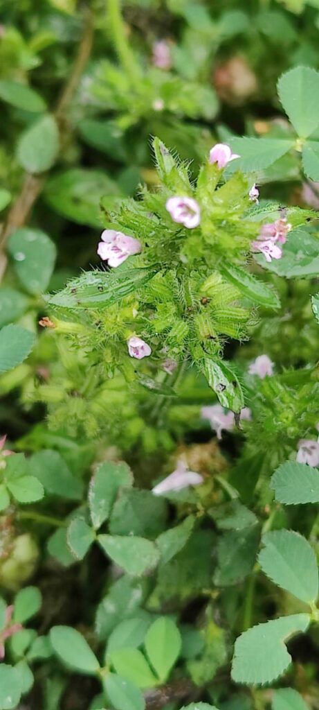 Clinopodium vulgare L. Jangali Tulsi