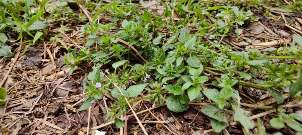 Clinopodium vulgare L. Jangali Tulsi