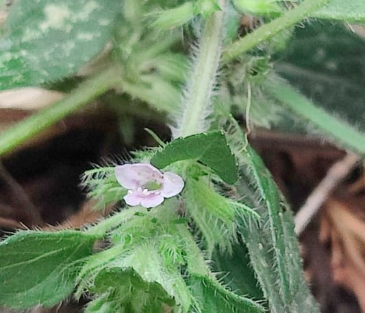 Clinopodium vulgare L. Jangali Tulsi