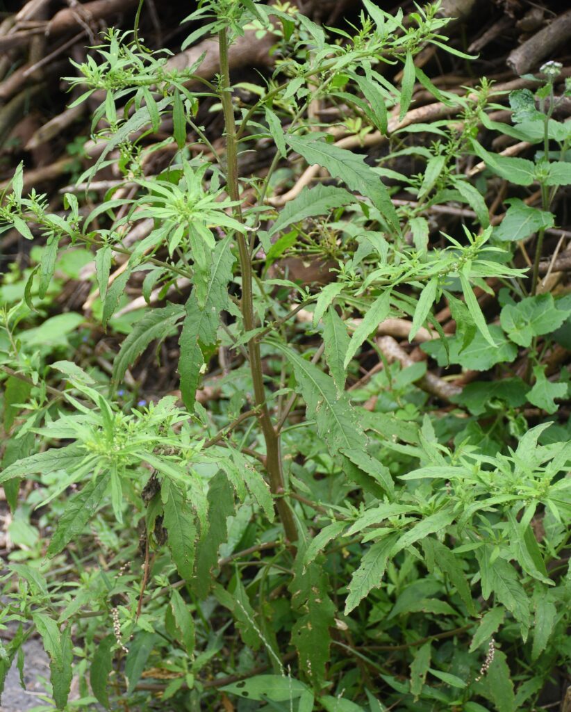 Dysphania ambrosoides (L.)- Dunger ajwain (डंगर अजवाइन), Longo image