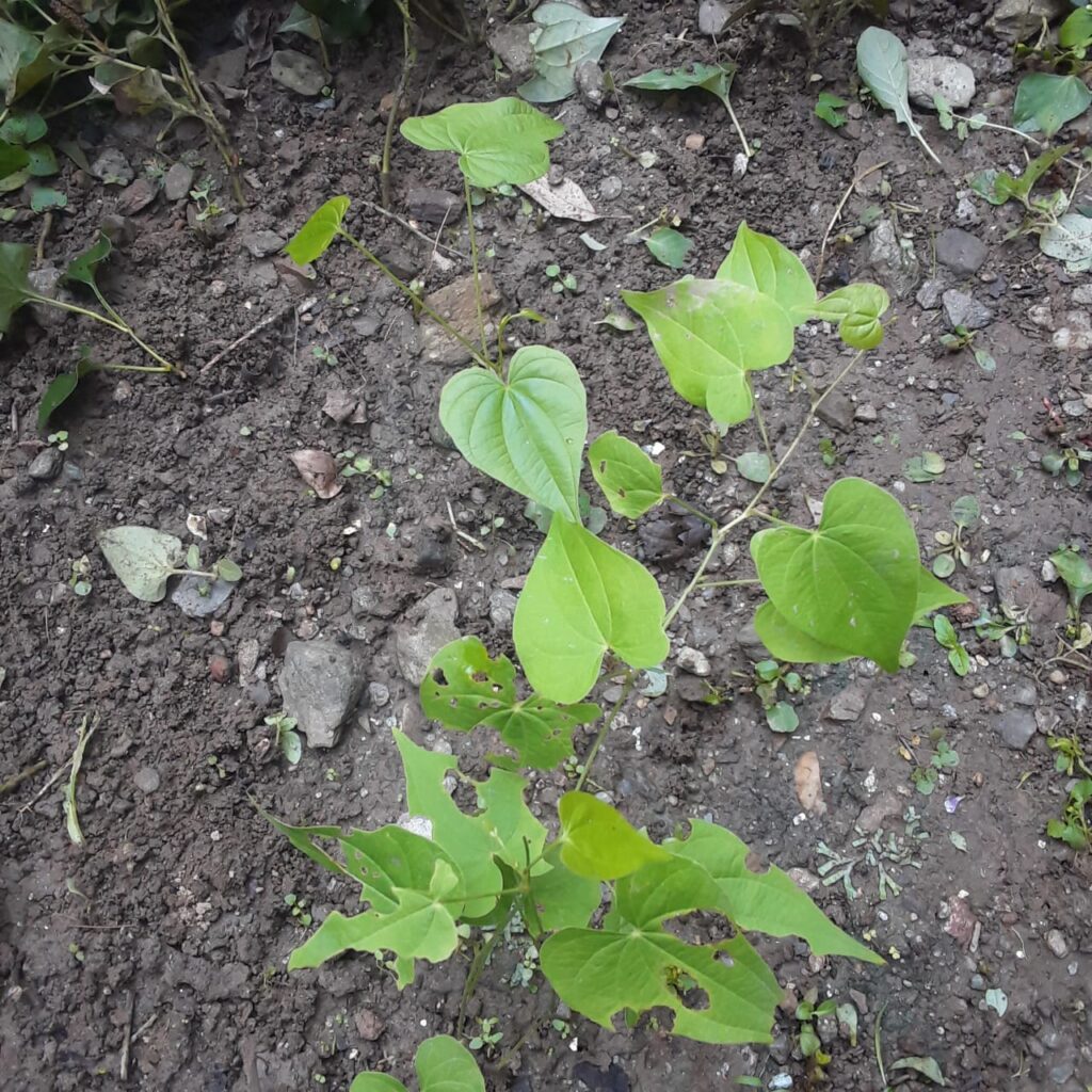 Dioscorea deltoidea Wall. ex Griseb. – Singali- mingali (सिंगली- मींगली ...