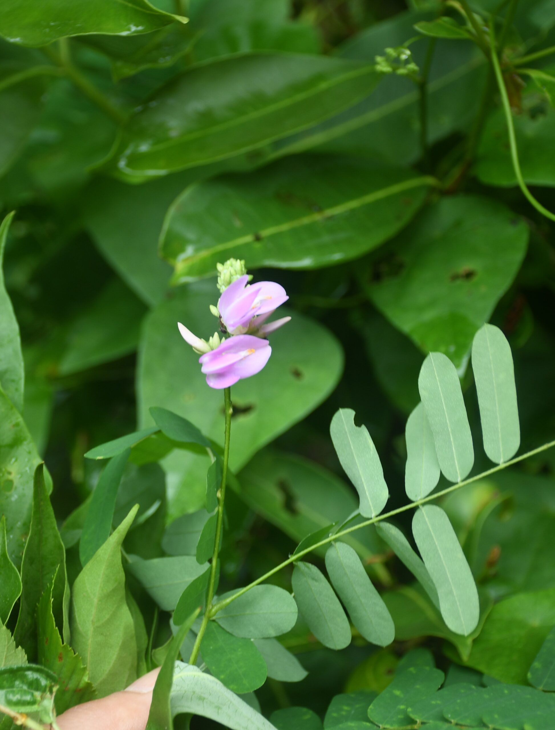 Abrus cantoniensis Hance – Safed rati (सफ़ेद रत्ती), Naryaanae ...