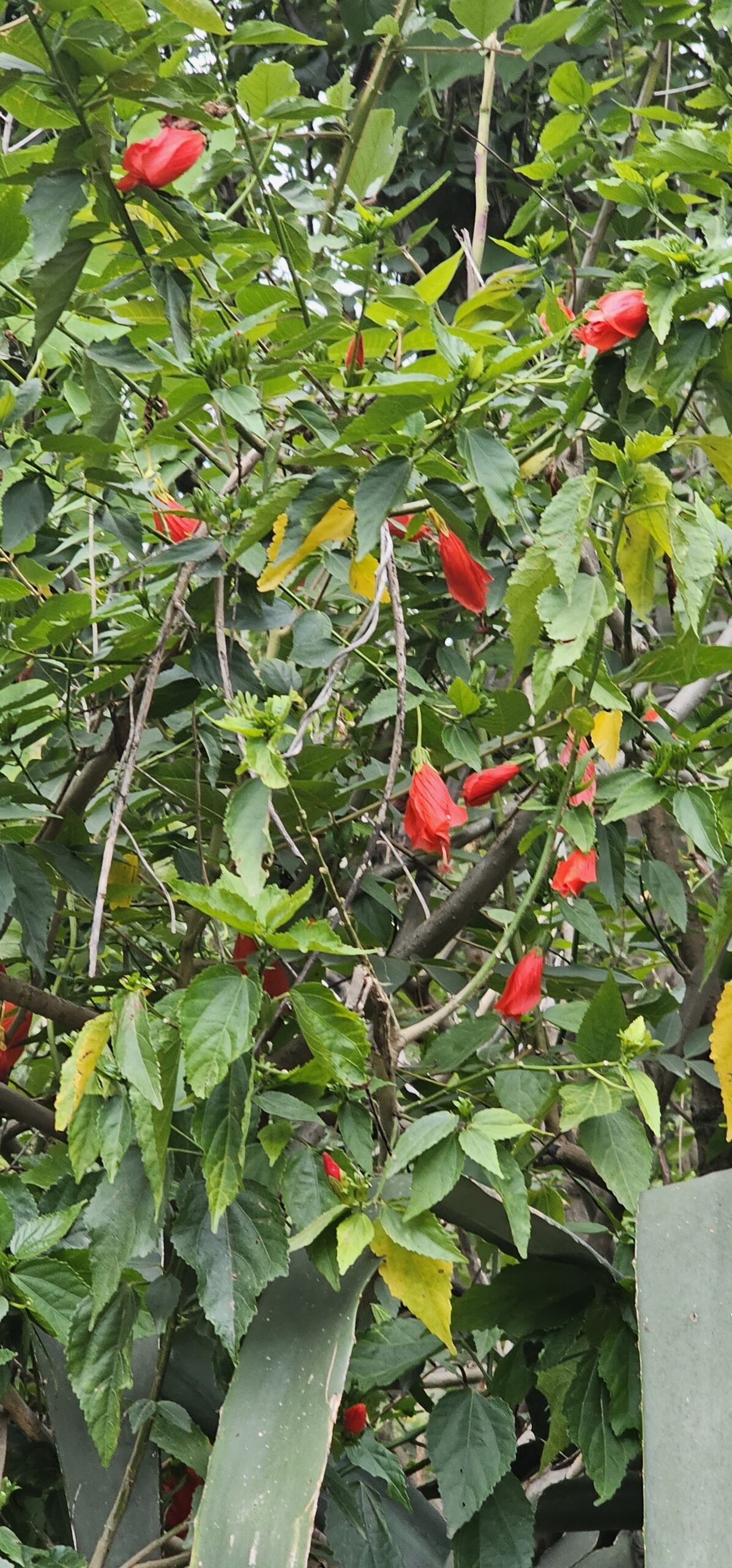 Malvaviscus penduliflorus Mocino & Sesse ex DC.-Dhadoonj(धढून्ज) Laal phool (लालफूल)