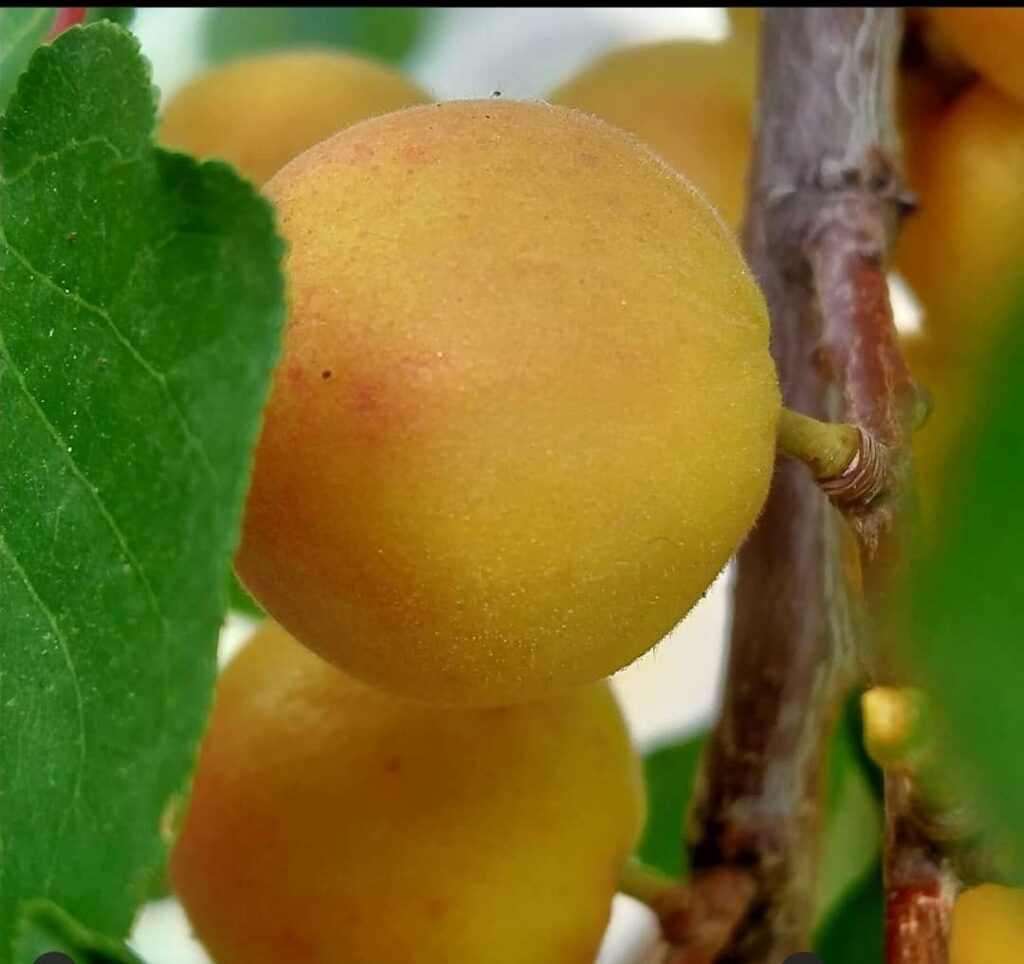 Prunus mira Koehne â€“ Chulli (à¤šà¥à¤²à¥à¤²à¥€) â€“ Himalayan Wild Food Plants