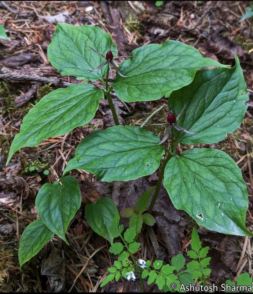 Rhododendron arboretum Sm _ Buraans (बुरांस)Braah, Buras, Bras or Barah ke  phool. – Himalayan Wild Food Plants