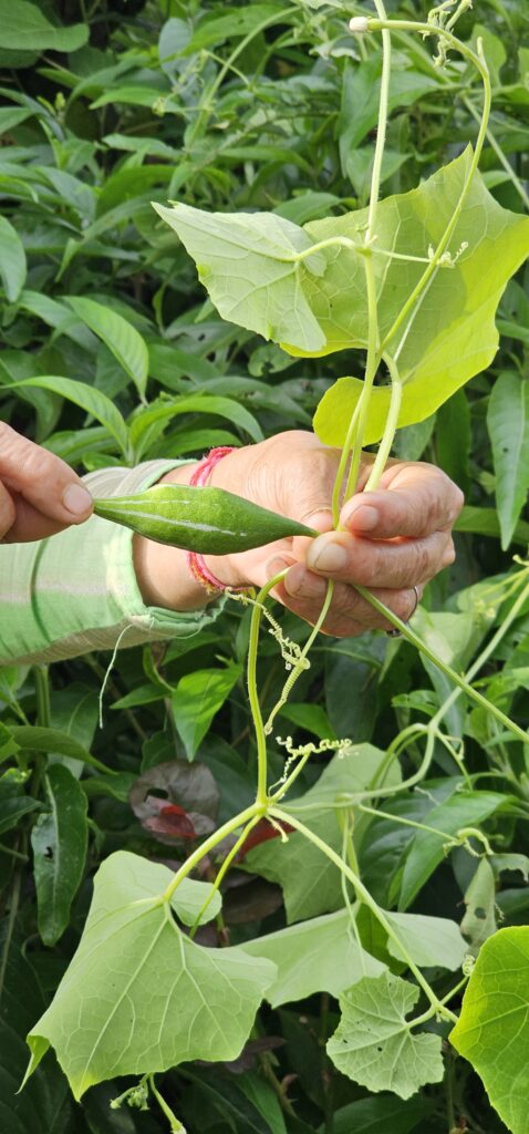 Rhododendron arboretum Sm _ Buraans (बुरांस)Braah, Buras, Bras or Barah ke  phool. – Himalayan Wild Food Plants