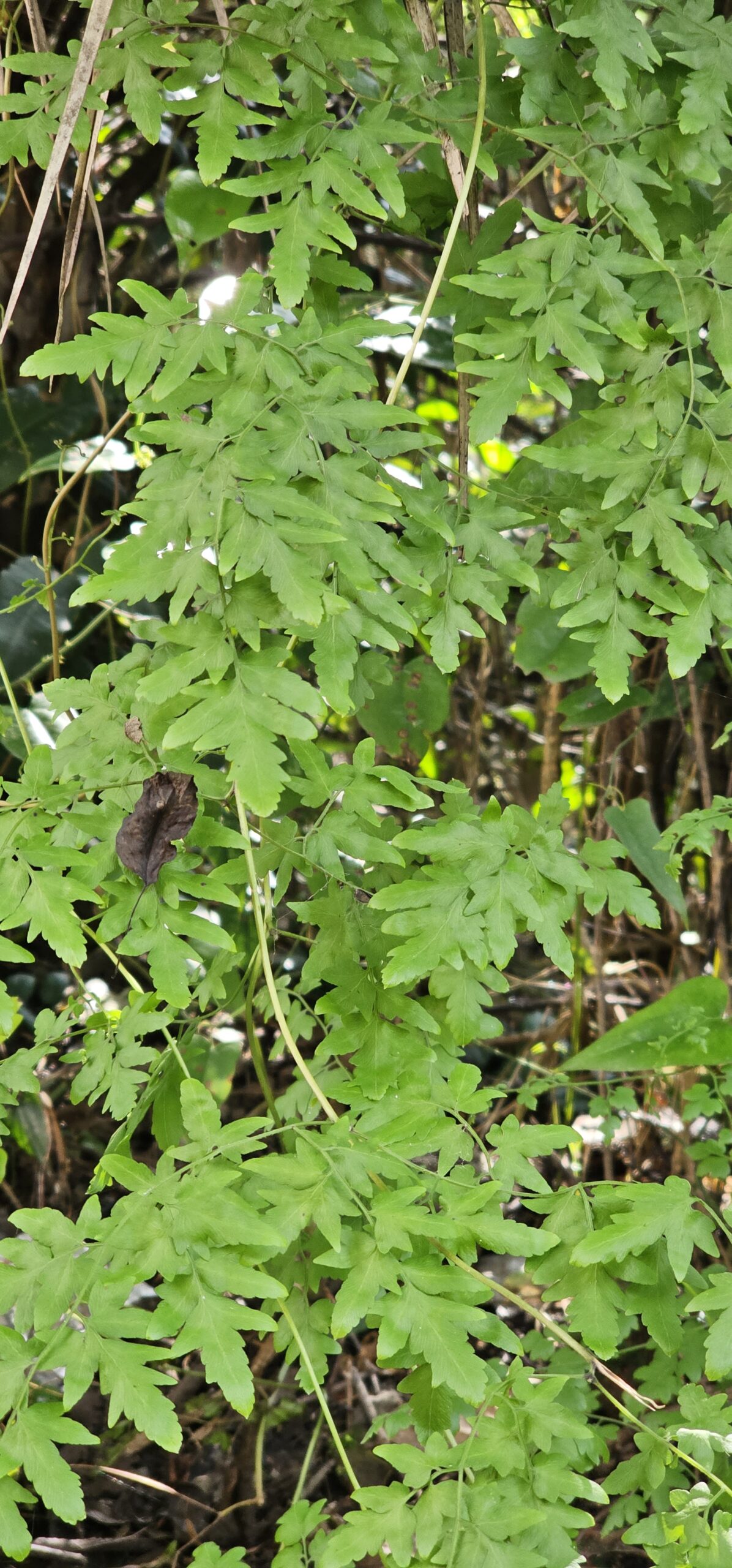 Lygodium japonicum (Thunb.) Sw.-Fern –bel (फ़र्न वेल )